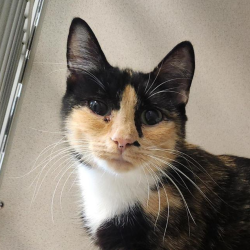 Shelter Stray Female Cat last seen , 2608 Center St, Tacoma, WA 98409, USA