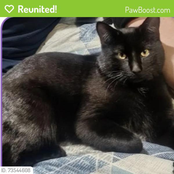 Reunited Male Cat last seen Mississippi and Chambers, Aurora, CO 80017