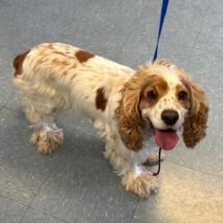 Shelter Stray Female Dog last seen , 12910 Yukon Ave, Hawthorne, CA 90250, USA