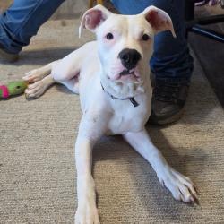 Shelter Stray Female Dog last seen , 4900 Milgen Rd, Columbus, GA 31907, USA