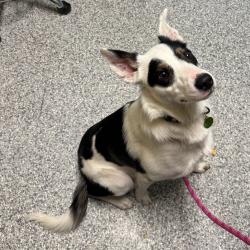 Shelter Stray Male Dog last seen , 800 Southwest Dr, Cheyenne, WY 82007, USA