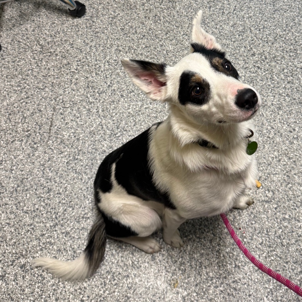 Shelter Stray Male Dog last seen , 800 Southwest Dr, Cheyenne, WY 82007, USA