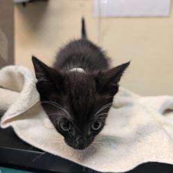 Shelter Stray Male Cat last seen , 361 S Raymond Ave, Pasadena, CA 91105, USA