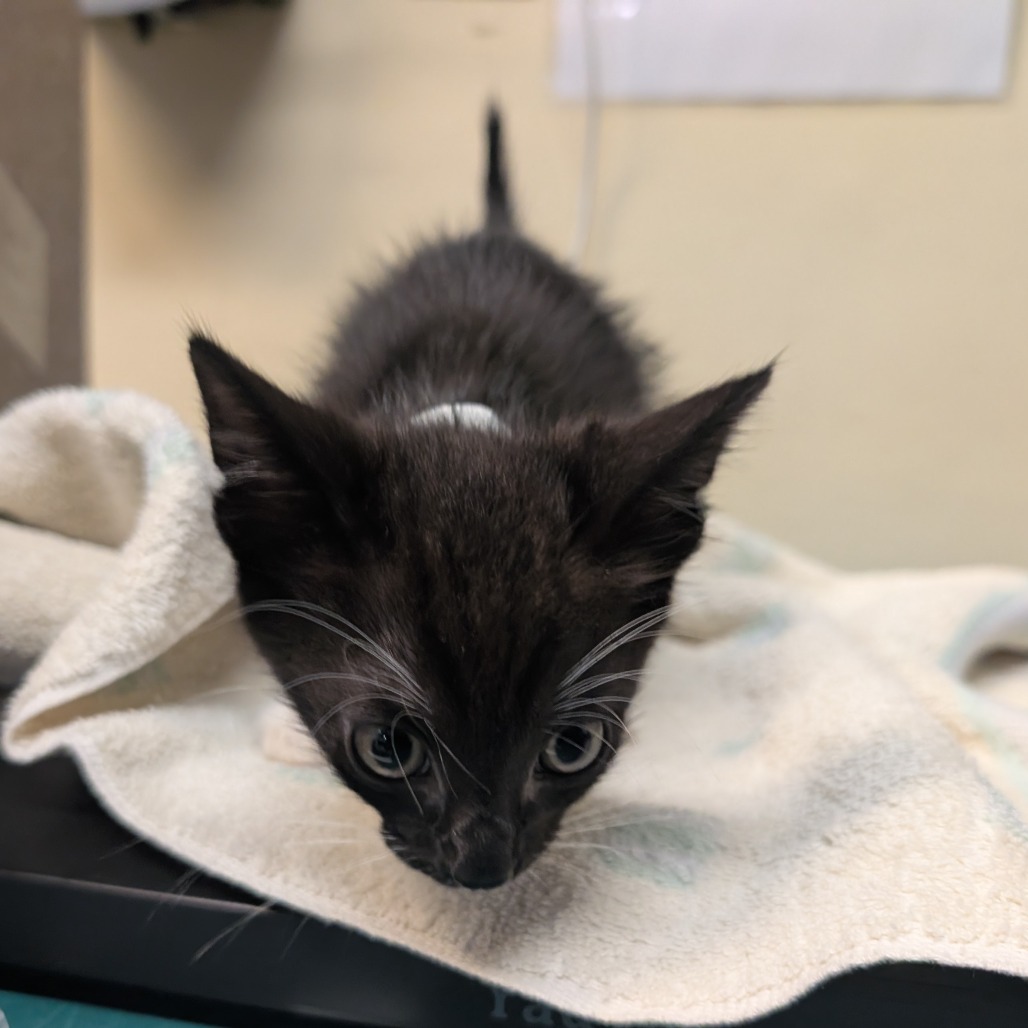 Shelter Stray Male Cat last seen , 361 S Raymond Ave, Pasadena, CA 91105, USA