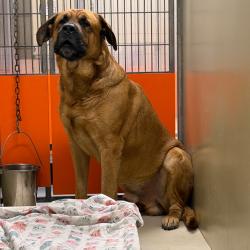 Shelter Stray Male Dog last seen , Animal Care & Control Team of Philly, 111 W Hunting Park Ave, Philadelphia, PA 19140, USA