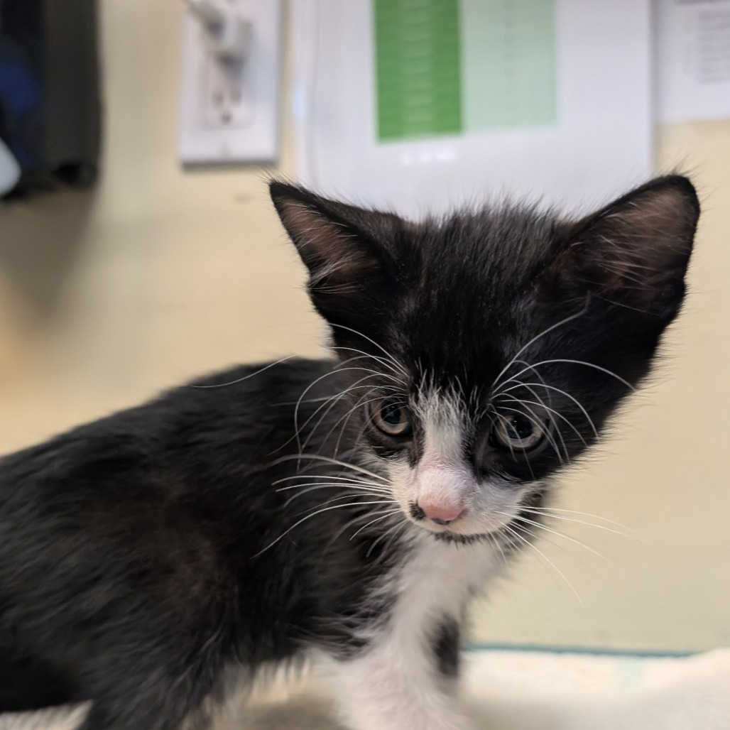 Shelter Stray Male Cat last seen , 361 S Raymond Ave, Pasadena, CA 91105, USA