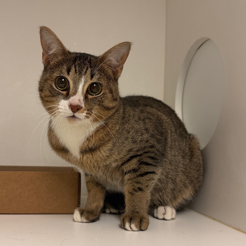 Shelter Stray Male Cat last seen , Animal Care & Control Team of Philly, 111 W Hunting Park Ave, Philadelphia, PA 19140, USA