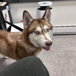 Shelter Stray Unknown Dog last seen , Animal Care & Control Team of Philly, 111 W Hunting Park Ave, Philadelphia, PA 19140, USA