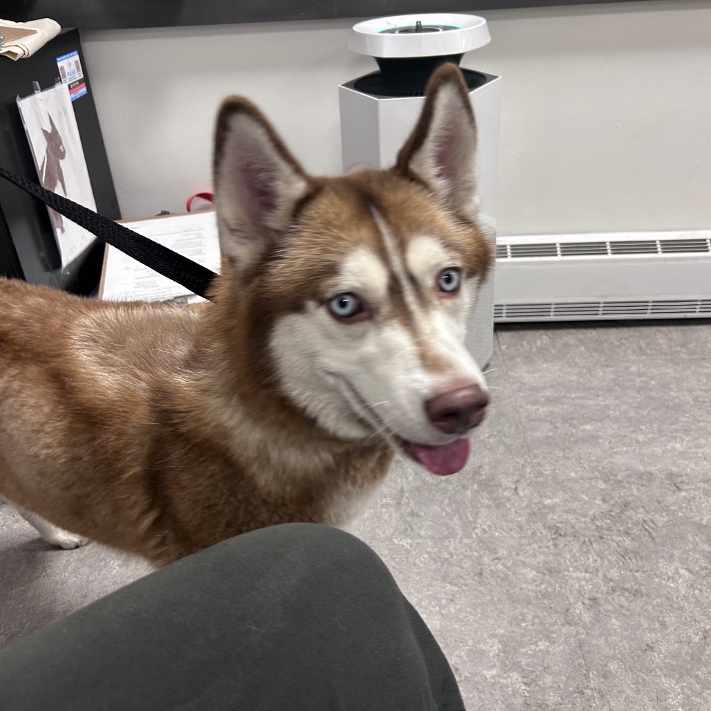 Shelter Stray Unknown Dog last seen , Animal Care & Control Team of Philly, 111 W Hunting Park Ave, Philadelphia, PA 19140, USA