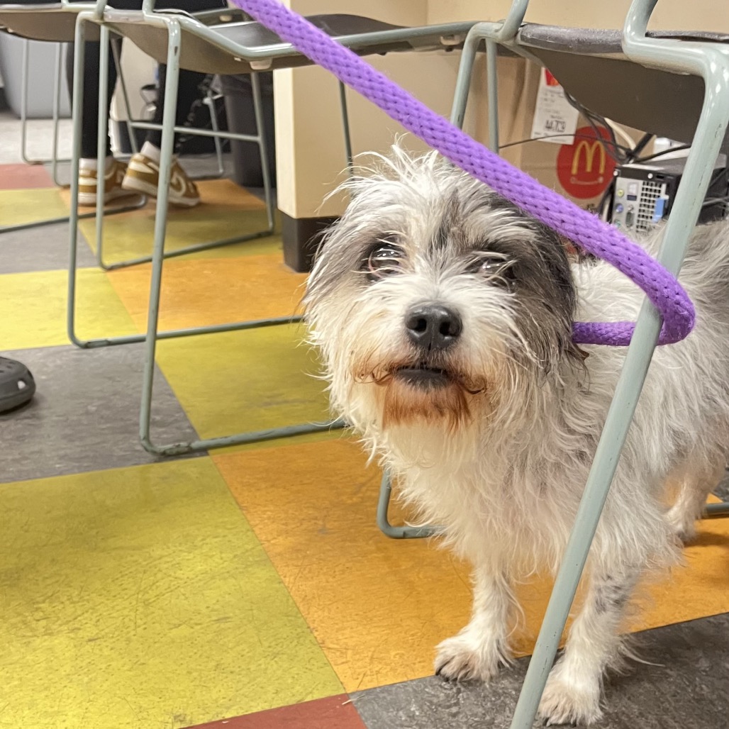 Shelter Stray Female Dog last seen , Animal Care & Control Team of Philly, 111 W Hunting Park Ave, Philadelphia, PA 19140, USA
