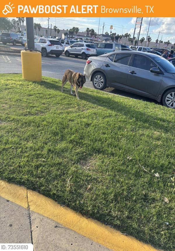 Found/Stray Unknown Dog last seen HEB Boca Chica, Brownsville, TX 78521