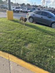 Found/Stray Unknown Dog last seen HEB Boca Chica, Brownsville, TX 78521