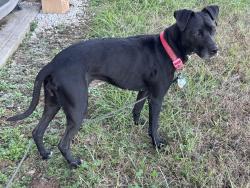 Reunited Female Dog last seen 351st and Stateline, Louisburg, KS 66053