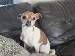 Reunited Male Dog last seen Kiowa Rd & Yucca Loma Rd, Apple Valley, CA 92308, USA, Apple Valley, CA 92308