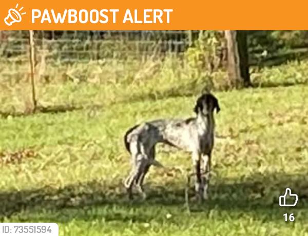 Found/Stray Unknown Dog last seen Wakefield Road & SC187 South, Anderson County, SC 29655