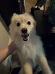 Lost Male Dog last seen Worcester St, Southbridge, MA 01550