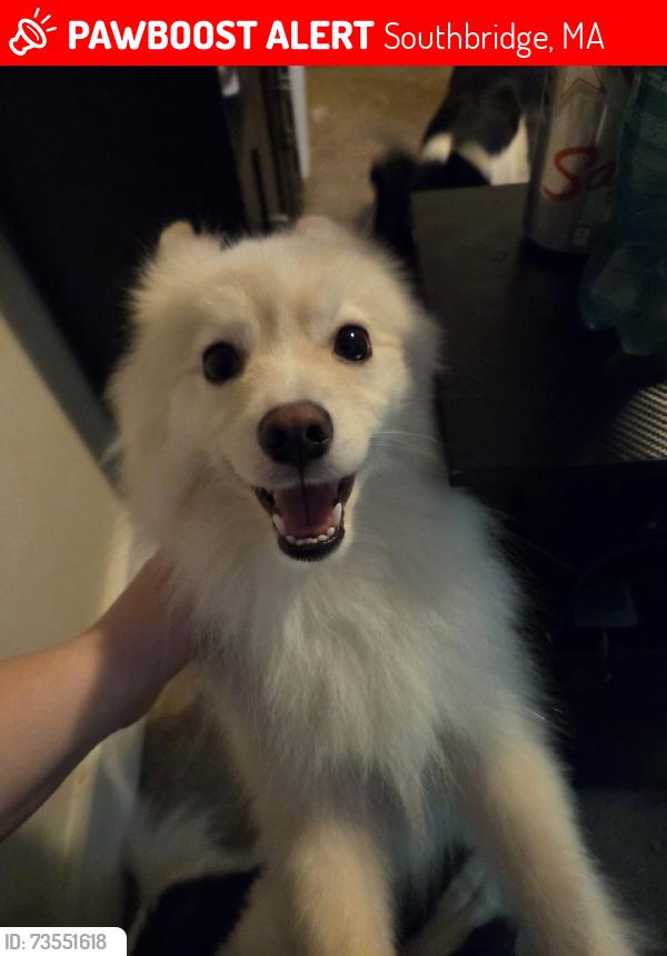 Lost Male Dog last seen Worcester St, Southbridge, MA 01550