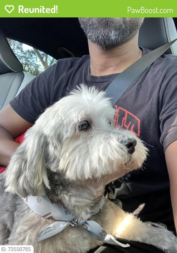 Reunited Male Dog last seen Pierce street in Hollywood FL, Hollywood, FL 33020