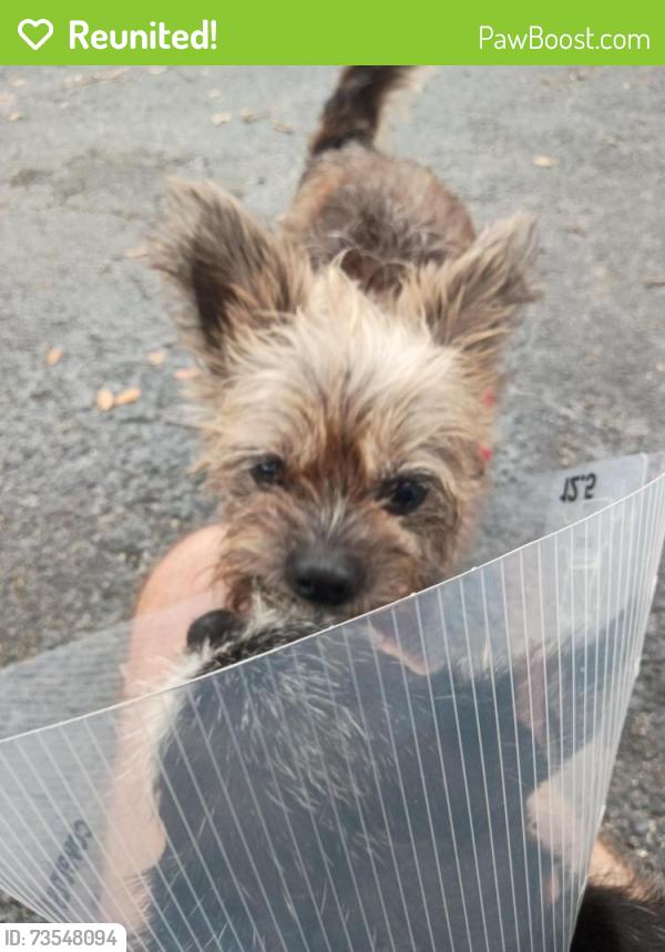 Reunited Female Dog last seen Rotelli's restaurant Jog Road and Atlantic Avenue, Palm Beach County, FL 33484