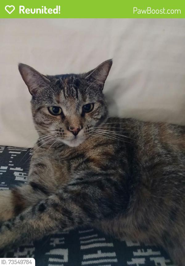 Reunited Female Cat last seen George, Old Forge, PA 18518