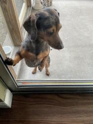 Reunited Male Dog last seen Stoneham and Windermere, Pflugerville, TX 78660