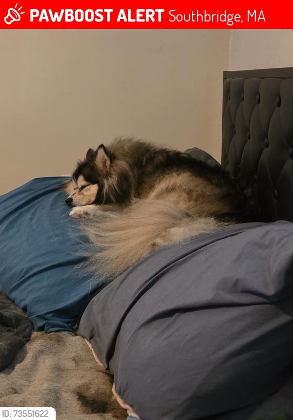 Lost Female Dog last seen Worcester St, Southbridge, MA 01550