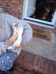 Found/Stray Female Cat last seen Albany, Fayetteville, NC 28301