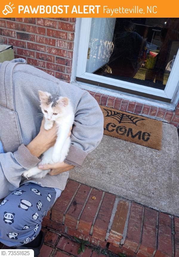 Found/Stray Female Cat last seen Albany, Fayetteville, NC 28301