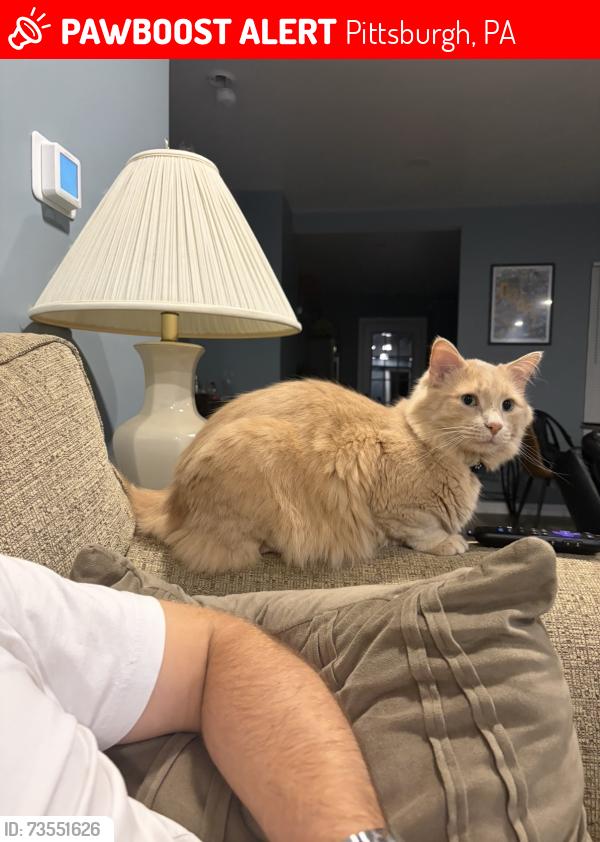 Lost Male Cat last seen Oneida and Meridan street, Pittsburgh, PA 15211