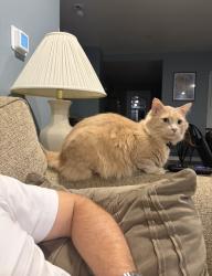 Lost Male Cat last seen Oneida and Meridan street, Pittsburgh, PA 15211