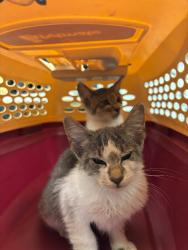 Shelter Stray Unknown Cat last seen Near Pacific Ave, Stockton, CA 95207, USA, 1575 S Lincoln St, Stockton, CA 95206, USA