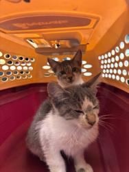Shelter Stray Unknown Cat last seen Near Pacific Ave, Stockton, CA 95207, USA, 1575 S Lincoln St, Stockton, CA 95206, USA