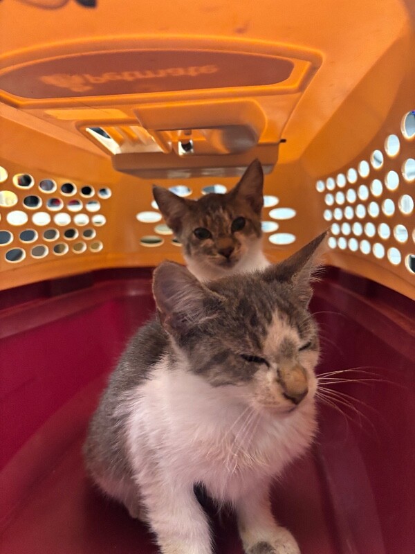 Shelter Stray Unknown Cat last seen Near Pacific Ave, Stockton, CA 95207, USA, 1575 S Lincoln St, Stockton, CA 95206, USA