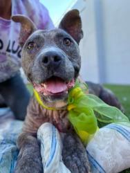 Shelter Stray Female Dog last seen Near W Bianchi Rd, Stockton, CA 95207, USA, 1575 S Lincoln St, Stockton, CA 95206, USA