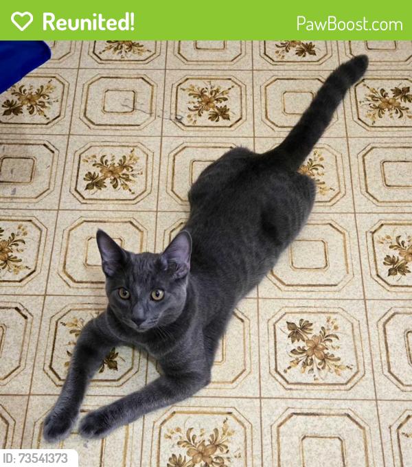Reunited Male Cat last seen 18st 18ave south, Lethbridge, AB T1K 1C2