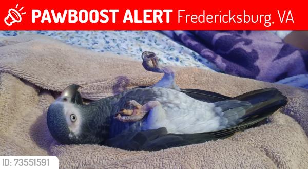 Lost Female Bird last seen Morningside Dr, Fredericksburg, VA 22401, Fredericksburg, VA 22401