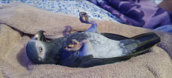 Lost Female Bird last seen Morningside Dr, Fredericksburg, VA 22401, Fredericksburg, VA 22401