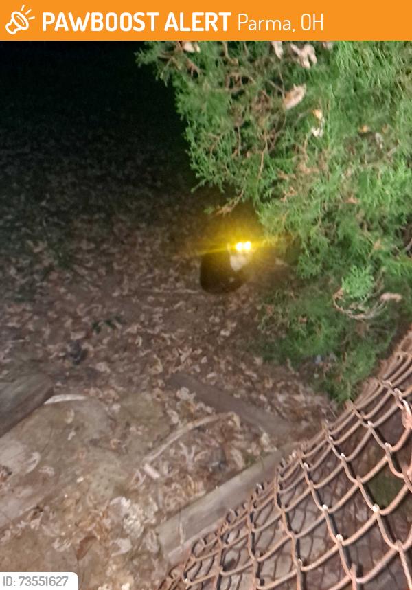 Found/Stray Unknown Cat last seen St francis de sales parking lot, Parma, OH 44134