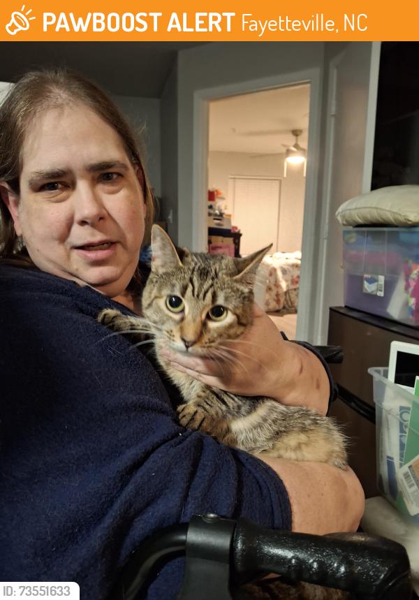 Found/Stray Female Cat last seen Cliffdale at Carlson Bay apmts, Fayetteville, NC 28314