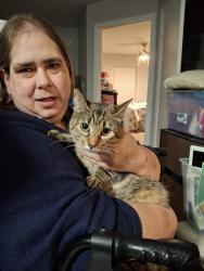 Found/Stray Female Cat last seen Cliffdale at Carlson Bay apmts, Fayetteville, NC 28314