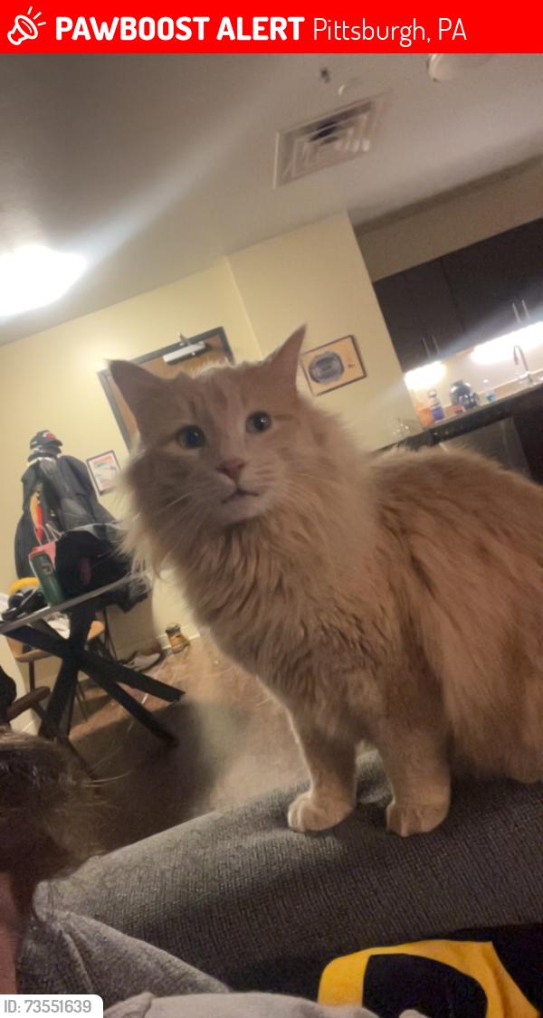Lost Female Cat last seen Oneida Street Pittsburgh PA, Pittsburgh, PA 15211