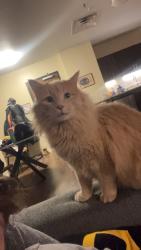 Lost Female Cat last seen Oneida Street Pittsburgh PA, Pittsburgh, PA 15211