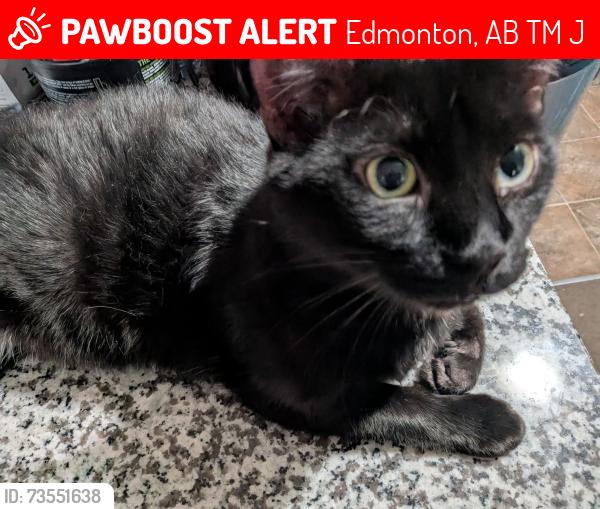 Lost Male Cat last seen Near Uplands Blvd NW, Edmonton, AB T6M 3J9