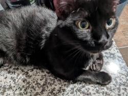 Lost Male Cat last seen Near Uplands Blvd NW, Edmonton, AB T6M 3J9