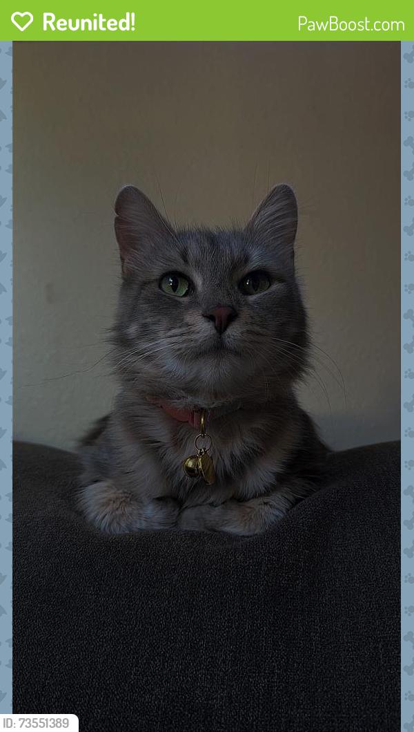 Reunited Female Cat last seen Near SW Autumnview St, Portland, OR 97224
