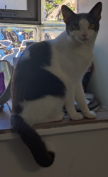 Lost Male Cat last seen Winnemac and Levitt by winnemac park, Chicago, IL 60625