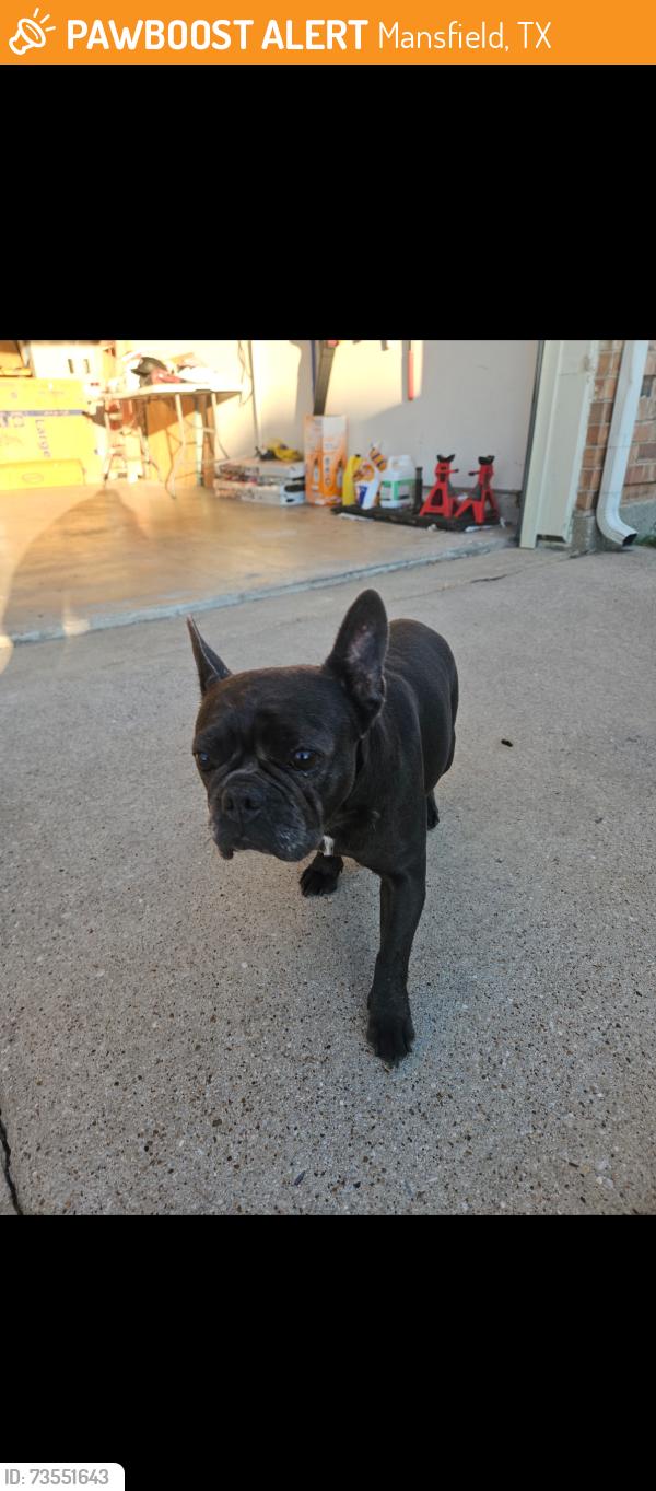 Found/Stray Female Dog last seen Matlock & Turner Warnell, Mansfield, TX 76063