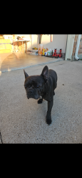 Found/Stray Female Dog last seen Matlock & Turner Warnell, Mansfield, TX 76063