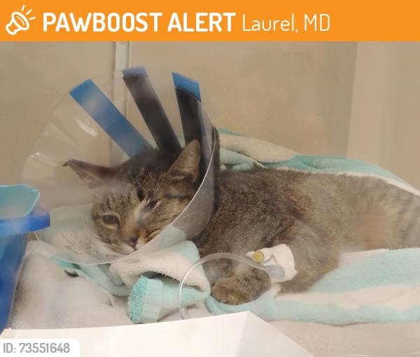 Found/Stray Female Cat last seen Laurel Pines apmt Complex, Laurel, MD 20707