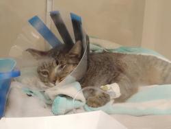 Found/Stray Female Cat last seen Laurel Pines apmt Complex, Laurel, MD 20707